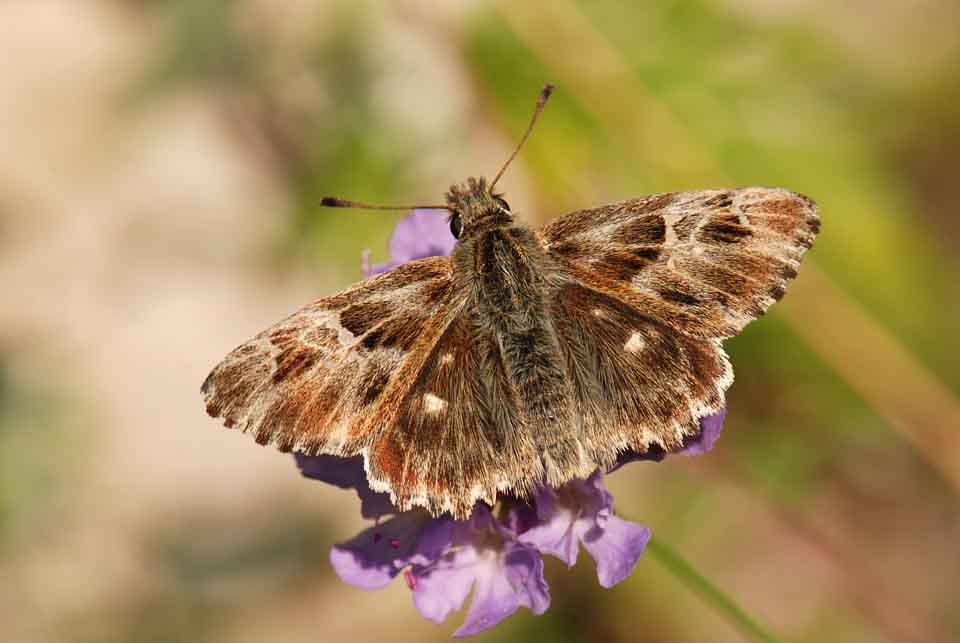 Hesperiidae da id.